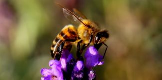 Giornata mondiale delle api: a Pistoia si fa manutenzione ai fiumi salvando i fiori