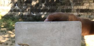 Speciali batbox antizanzare installate sul Mugnone a Firenze