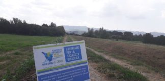 Bisenzio, Iolo, Ficarello: a Prato torrenti completamente sfalciati per l’estate