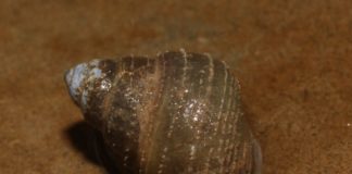 Molluschi asiatici nei corsi d’acqua del Medio Valdarno: le spiegazioni dal Comune di Montelupo