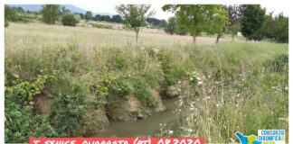 Consorzio ripara ennesime tane di nutria sulla Senice a Quarrata