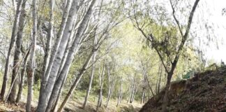 Torrente Staggia: diradamento selettivo in corso lungo la ciclabile tra Poggibonsi e Bellavista