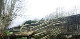 VENTO: IL CONSORZIO IN AZIONE PER RIMUOVERE GLI ALBERI CADUTI LUNGO I CORSI D’ACQUA