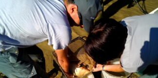 Pesci spostati in caso di stress: la manutenzione fluviale si fa “gentilissima”