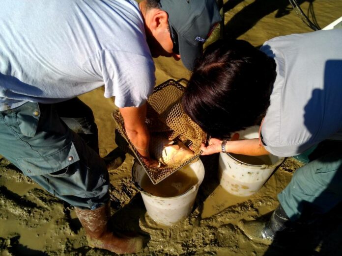 Esempio di cattura e sposatmento pesci_Pesa a Sambuca 2013 (4)