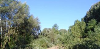 FIUME SIEVE, INIZIATI LAVORI DI BONIFICA