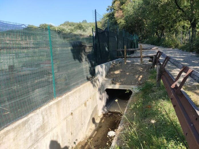 Carraia Calenzano 07.2021 (10)