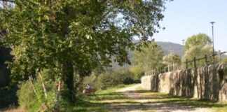 Arno a Pontassieve: al via interventi di diradamento selettivo della fascia ripariale