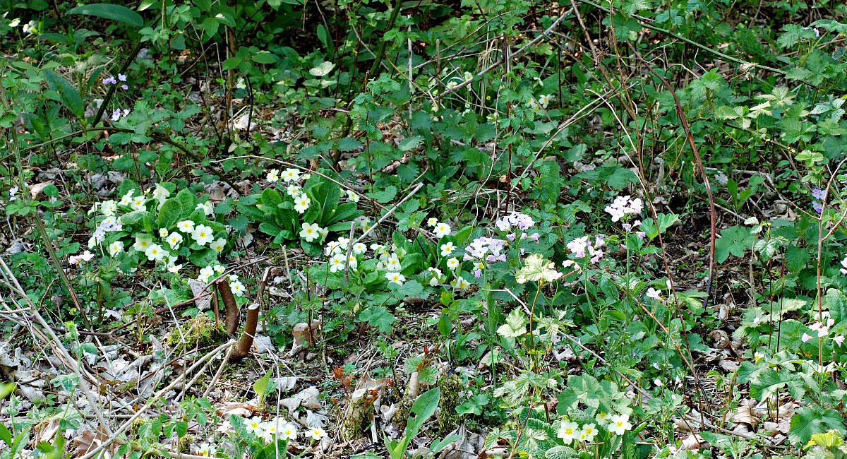 Primula-acaulis