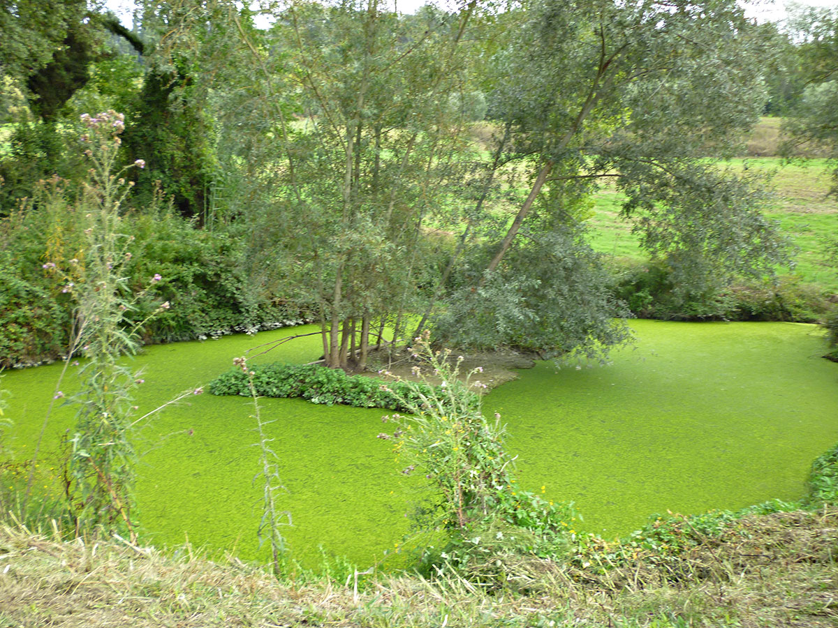 agliena2
