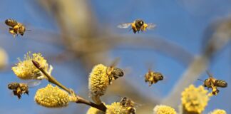 Le sperimentazioni sulla biodiversità del Consorzio di Bonifica protagoniste con UNIFI al convegno NBFC