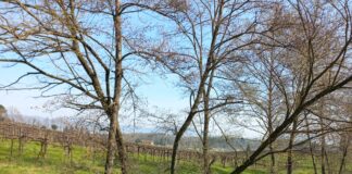 Prato: al via i diradamenti selettivi sui corsi d’acqua collinari