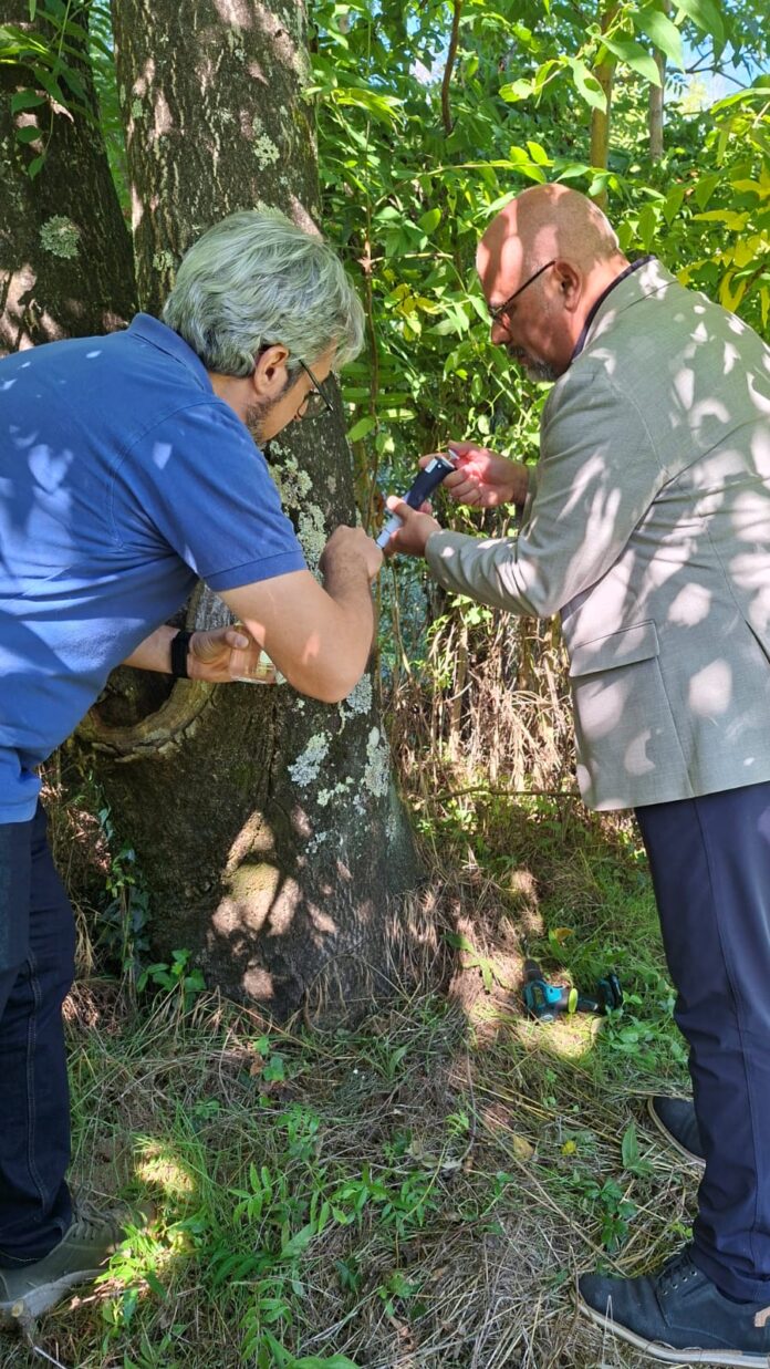 Sopralluogo Inoculi Ailanto T. Ombrone Pisotiese_19.09.2025 (4)